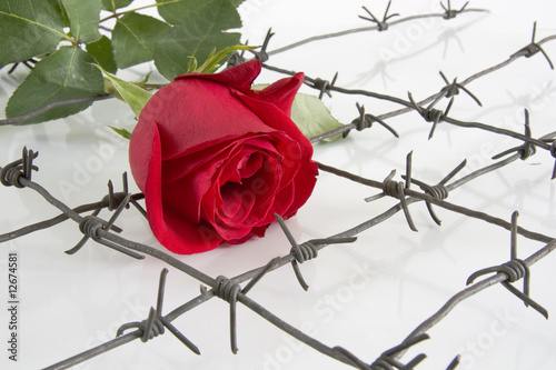 The Barbed wire with red rose.