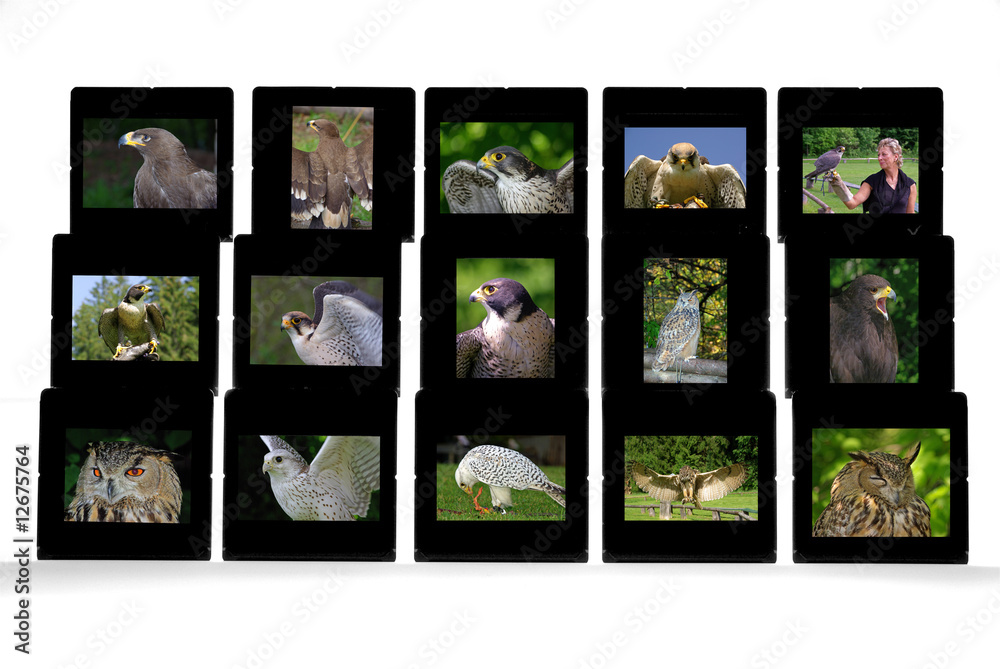 Greifvogelschau Greifvogelschau