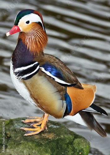 Mandarin duck in the park