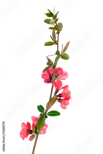 red fruit-tree flowers