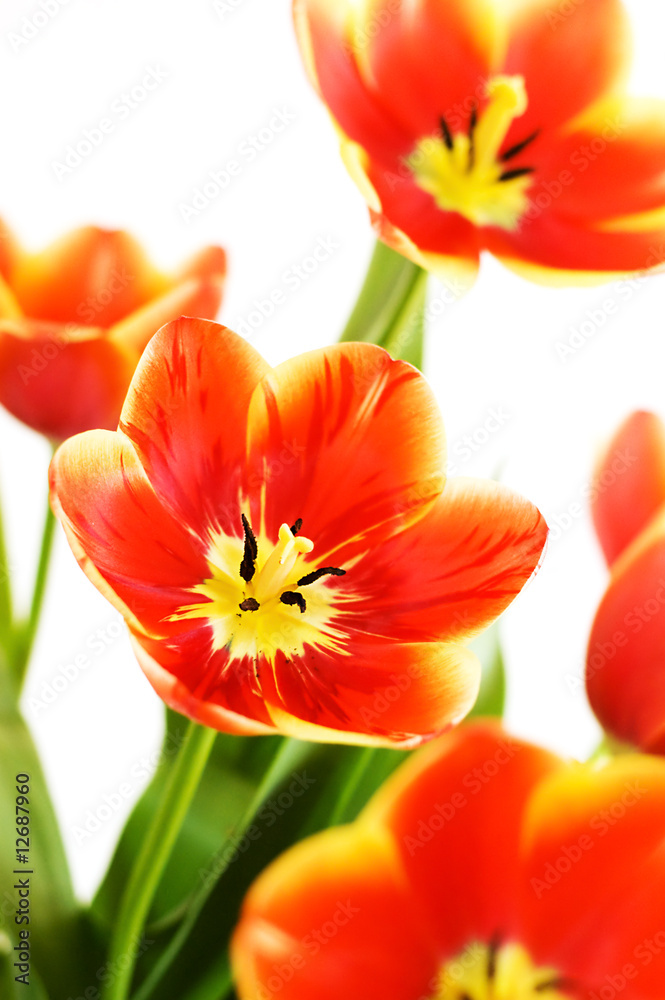 Bouquet of red tulips Bouquet of red tulips