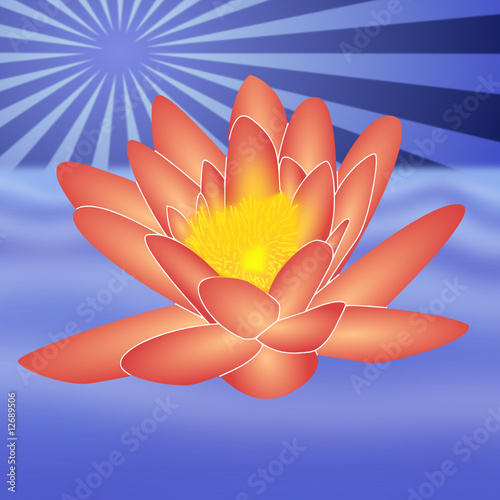 rote Seerose / red water-lily