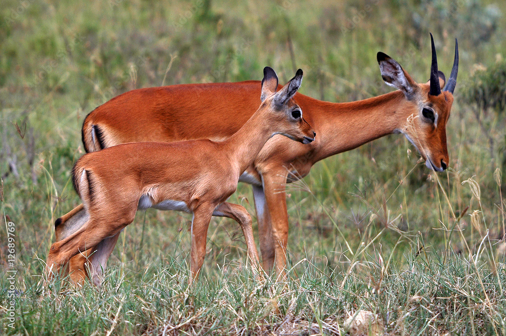 Impala at Masai Mara National Reserve, Kenya