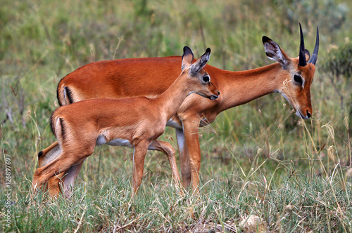Fototapeta Naklejka Na Ścianę i Meble -  Impala at Masai Mara National Reserve, Kenya