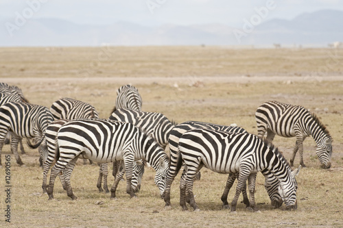 herd of plains zebra