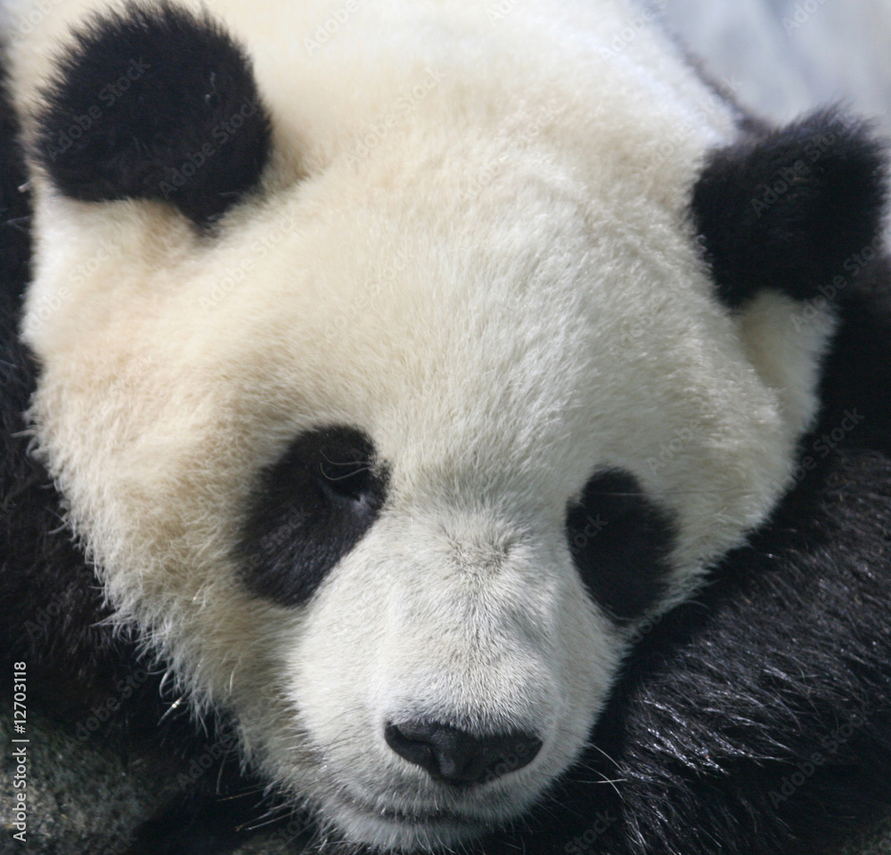 Obraz premium Panda bear eating bamboo
