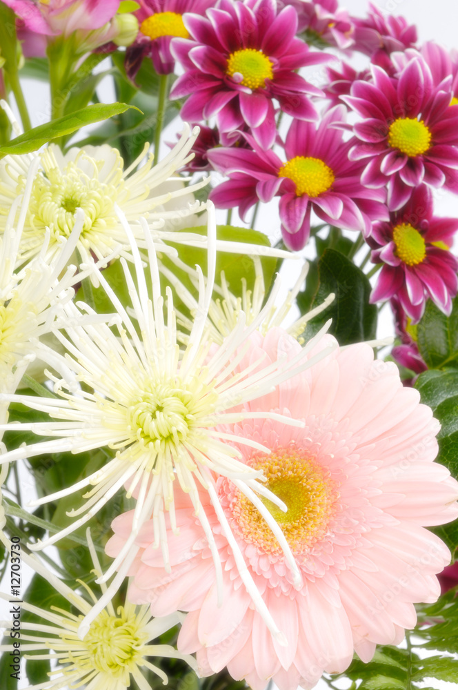 Obraz premium Spring Flowers