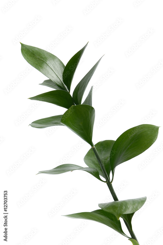 Obraz premium Green Plant