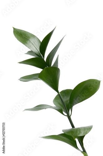 Green Plant