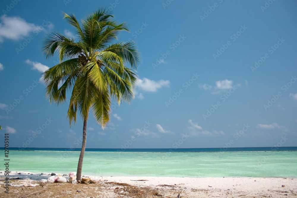 Island Paradise - Palm tree