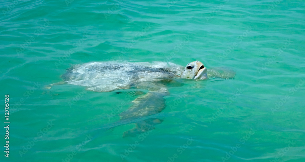 Fototapeta premium swimming turtle