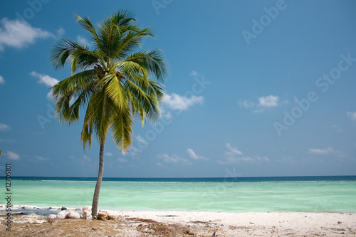 Island Paradise - Palm tree © Aleksandar Todorovic