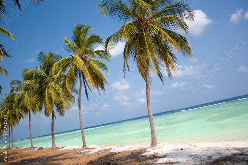 Fototapeta Naklejka Na Ścianę i Meble -  Island Paradise - Palm trees