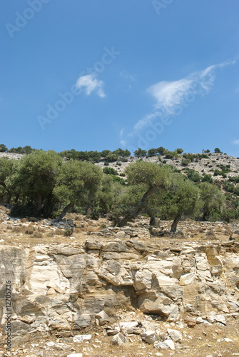 Olive planting Thassos Greece