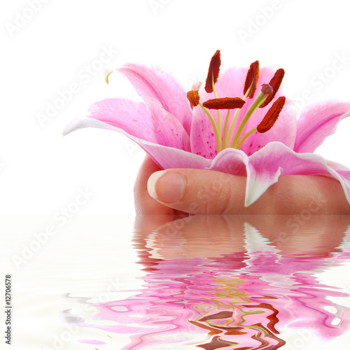 Fototapeta Naklejka Na Ścianę i Meble -  Reflet de fleur de lys