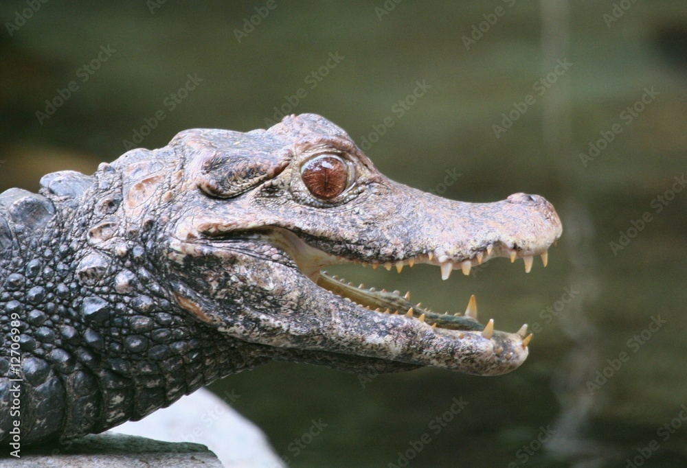 Fototapeta premium Krokidil