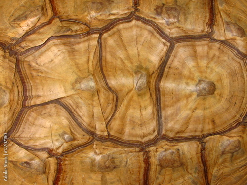 Tortoise Shell Pattern