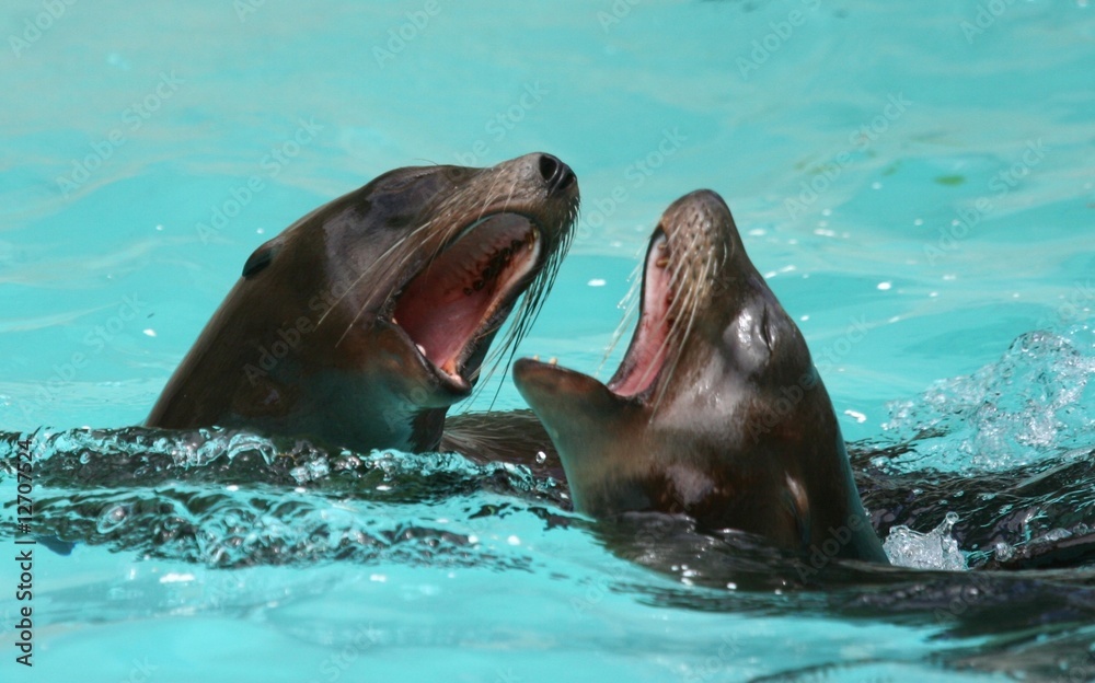 Obraz premium Robben