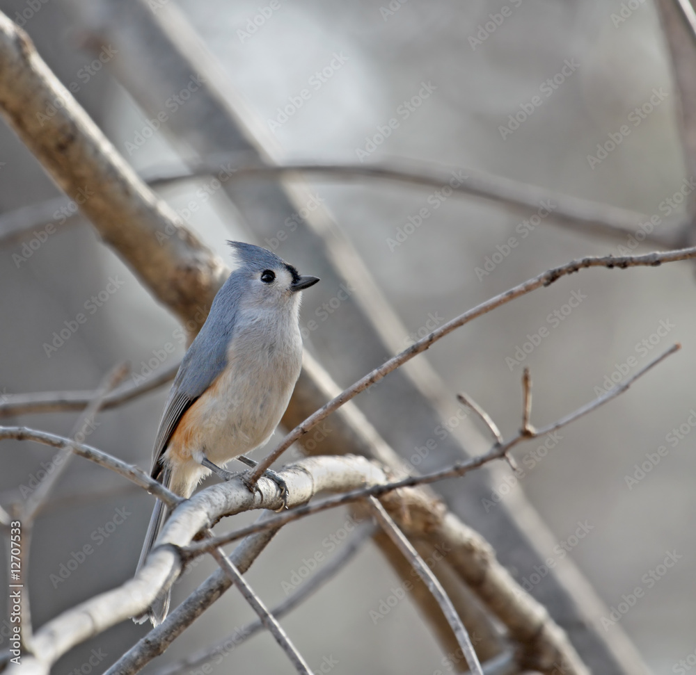 Tufted Titmouse