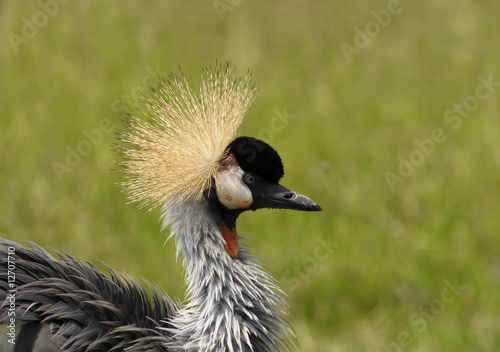 Black Crowned Crane in African national park