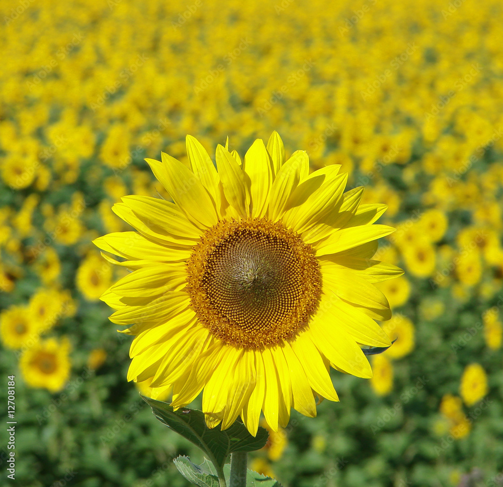 Fototapeta premium sunflower