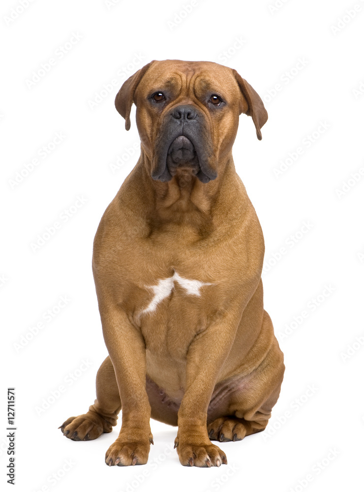 Dogue de Bordeaux (1 year)