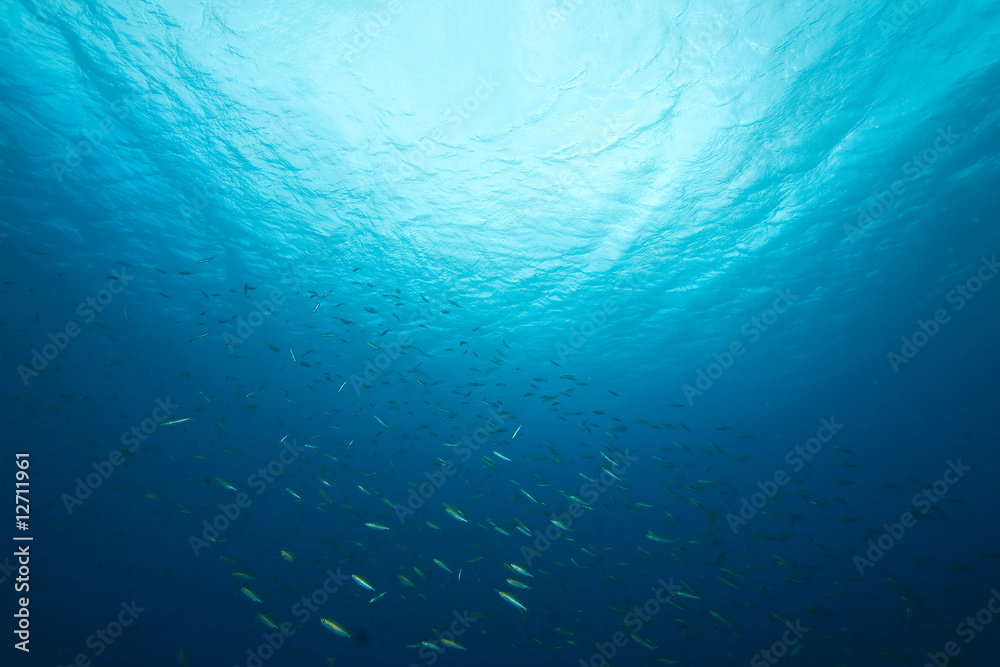 Obraz premium ocean,sun and fish