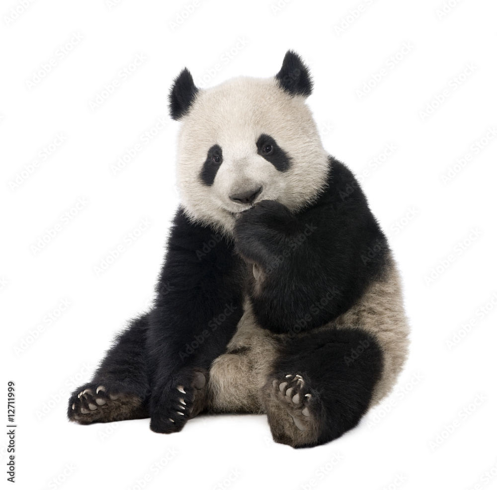 Obraz premium Giant Panda (18 miesięcy) - Ailuropoda melanoleuca