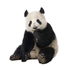 Fotobehang Panda Jonge reuzenpanda van achttien maanden  © Eric Isselée