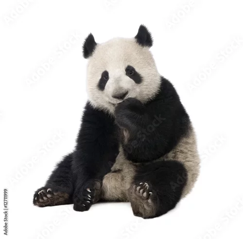 Obraz Giant Panda (18 miesięcy) - Ailuropoda melanoleuca