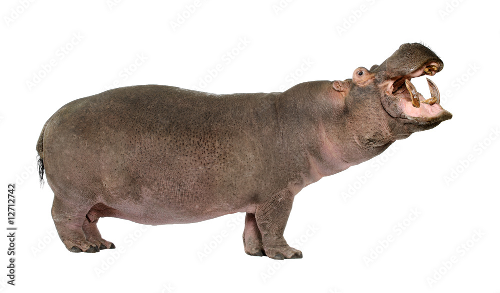 Hippopotamus - Hippopotamus amphibius ( 30 years) Hippopotamus - Hippopotamus amphibius ( 30 years)