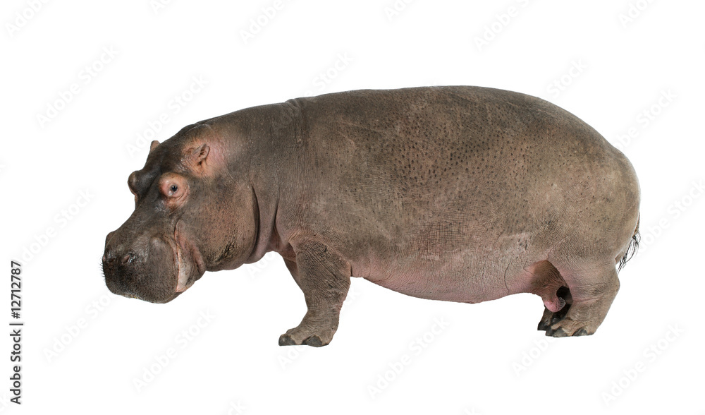 Hippopotamus - Hippopotamus amphibius ( 30 years) Hippopotamus - Hippopotamus amphibius ( 30 years)
