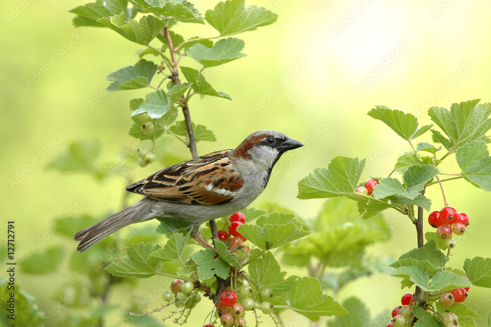 Spatz im Johannisbeerstrauch 2 Spatz im Johannisbeerstrauch 2