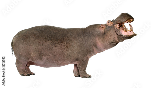 Hippopotamus - Hippopotamus amphibius ( 30 years)