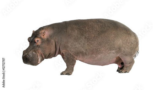 Hippopotamus - Hippopotamus amphibius ( 30 years)