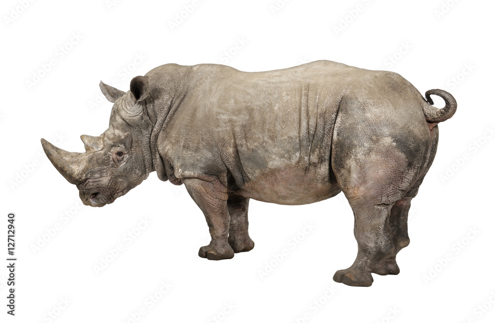 White Rhinoceros - Ceratotherium simum ( +/- 10 years) White Rhinoceros - Ceratotherium simum ( +/- 10 years)