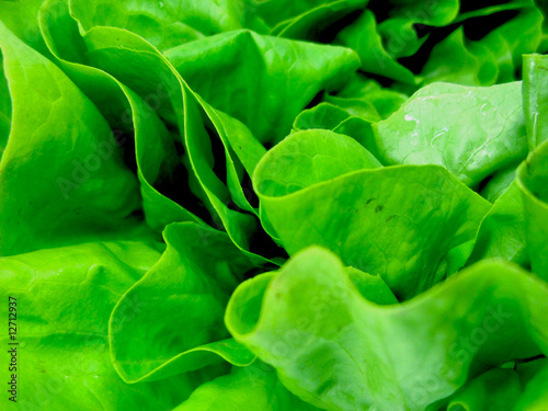 Alface - Organic Lettuce - Salade photo