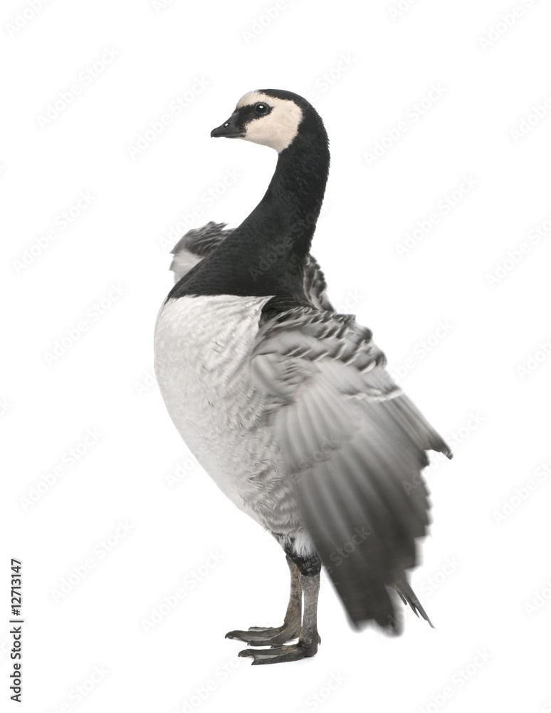 Fototapeta premium Barnacle Goose - Branta leucopsis (+/- 18 mlonths)