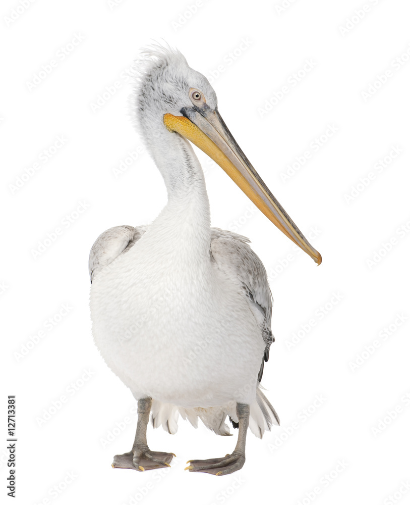 Obraz premium Dalmatian Pelican - Pelecanus crispus(18 months)