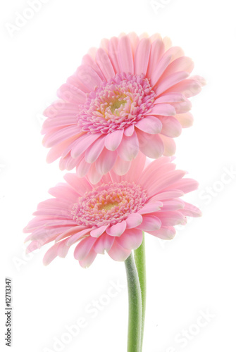 pink gerber flowers
