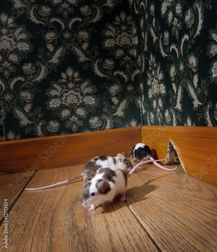 Принти на полотні group of mice walking in a luxury old-fashioned room