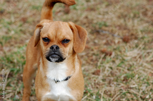Puggle in Grass Looking at Camera