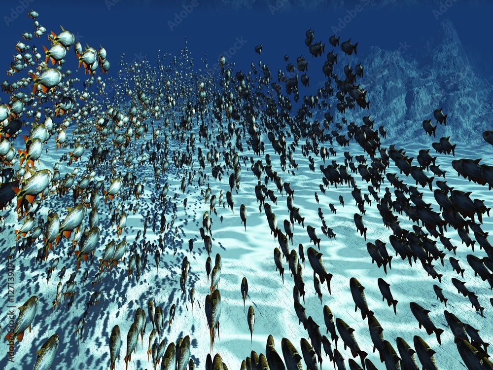Fototapeta premium Tropical fish