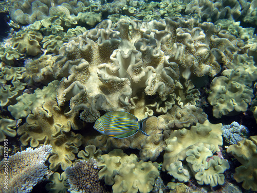 Striped surgeonfish and huge corals at the Great Barrier Reef