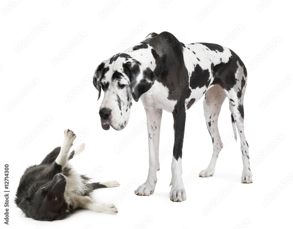 harlequin Great Dane (4 years) looking down at a harlequin Great Dane (4 years) looking down at a