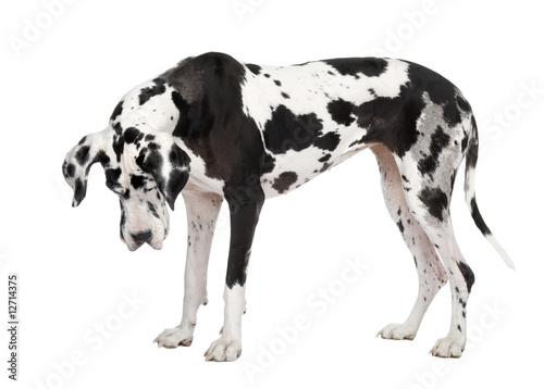 Fototapeta Naklejka Na Ścianę i Meble -  harlequin Great Dane (4 years)