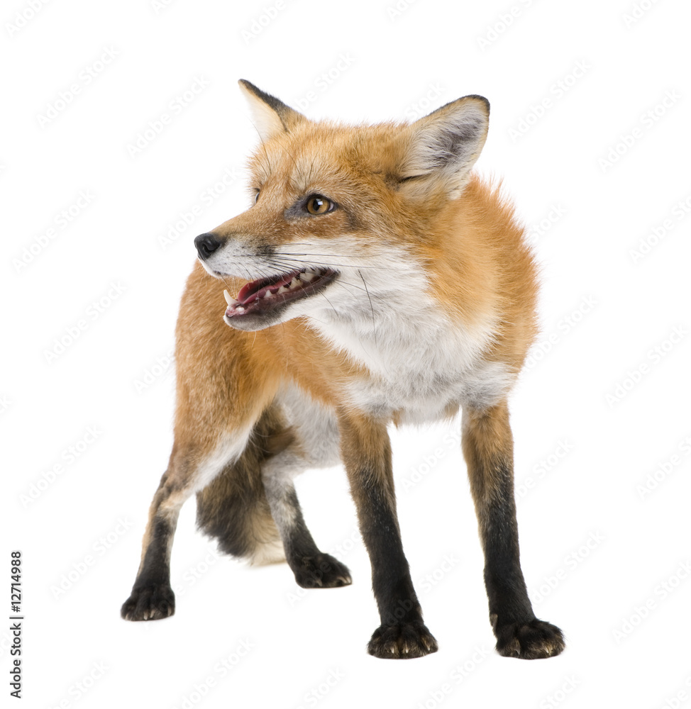 Red fox (4 years)- Vulpes vulpes