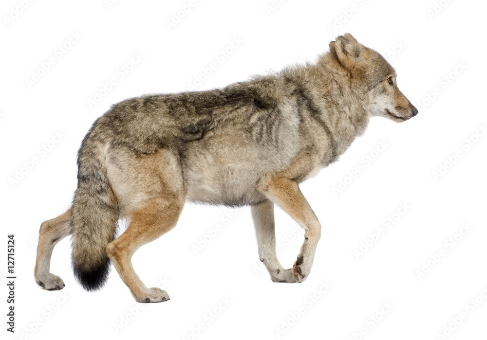Obraz premium old European wolf - Canis lupus lupus