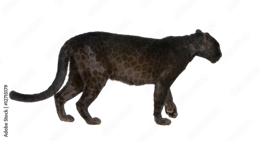 Naklejka premium Black Leopard (6 lat)