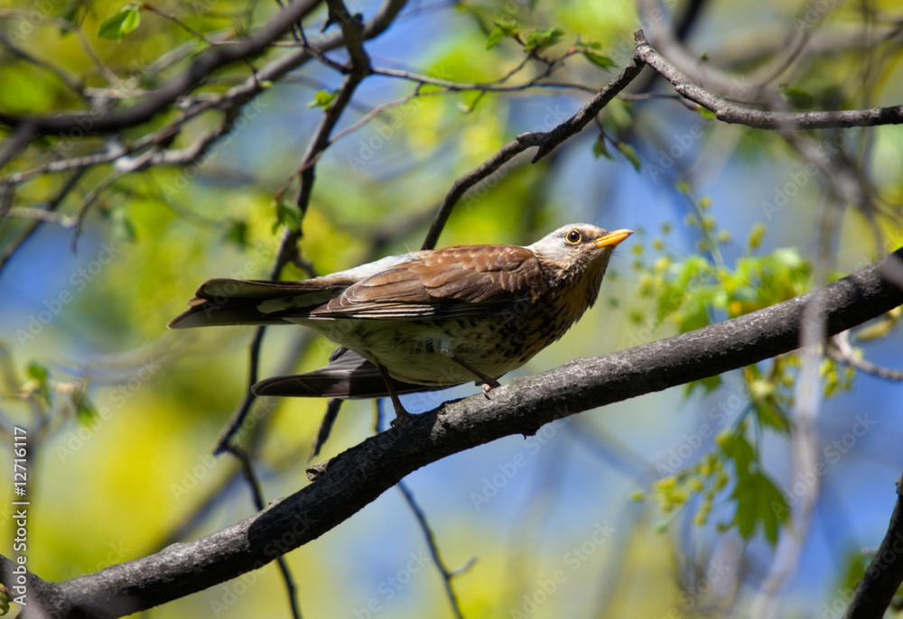 Fototapeta premium fieldfare on a branch
